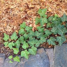 Plant of variety of flowers—roses, lavender, delphinium, and other colorful options—close together to replicate garden you'd find in the countryside. Common Ivy Or English Ivy Hedera Helix Garden Bed Along Northern Fence Under The Murraya An Invasion From The Neighbou Brown Thumb How To Dry Basil Plants