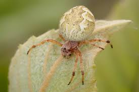 Decreasing the population of other insects around your home that they can use as a food source will help deter them from hanging around and send them off somewhere else in search of food. Australian Garden Orb Weaver Spider Wikipedia