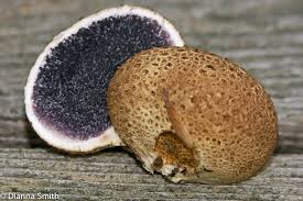 Image result for Scleroderma sp.