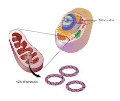 ADN mitocondrial | NHGRI