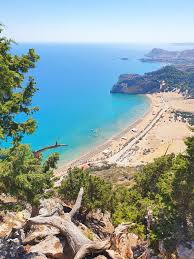 Image result for Thamnosma rhodesica