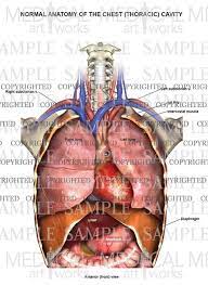 See chest anatomy stock video clips. Anatomy Of The Chest Cavity Medical Art Works