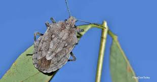Where possible, try pest traps and barriers, biological controls and organic sprays first. Can You Use Neem Oil To Kill Stink Bugs