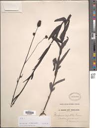 Image result for Buchnera chimanimaniensis