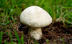 We did not find results for: Funghi Commestibili Quali Sono E Come Prepararli Al Meglio