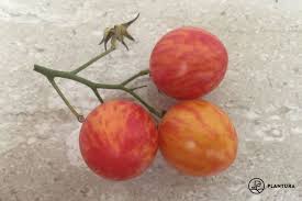 En sort der også gør sig fint på. Tomate Sunrise Bumble Bee Anbau Pflege Plantura