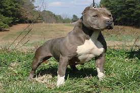 An american pit bull terrier can live anywhere from eight to 15 years. The Faq About The Pit Bull Hiteshrao698