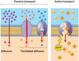 Passiver Vs Aktiver Transport Bildung2 Facilitated Diffusion Biology Units Biology