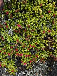 Image result for Galenia procumbens
