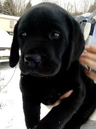 Kleines Schwarzes Labor Kleines Labor Schwarzes Labradors Sevimli Kopek Yavrulari Yavru Kopek