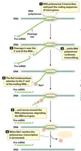 Worksheets are the tell tale heart. Dna And Rna Comparison Quizlet