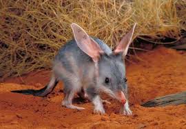 Bilby These Cute Little Animals Are An Endangered Species Bilby S Don T Drink Water They Get Enough From Australian Native Animals Australian Animals Animals