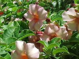 Image result for Allamanda