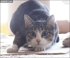 Image result for free blog pics of animals reacting to earthquakes.