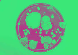 Let's say i forgot pretty much everything on antibiotics including mechanism and coverage after graduating med school. Antibiotic Vs Abiotic Vs Antibody What Is The Difference Dictionary Com