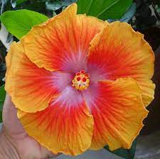 Pin On Hibiscus