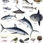 mackerel meaning from www.britannica.com