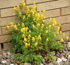 Image result for Corydalis