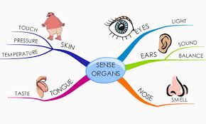 notes on lesson on sense organ kullabs com