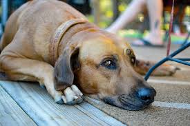 We did not find results for: 12 Valuable Tips For Coping With A Pet Loss Cake Blog