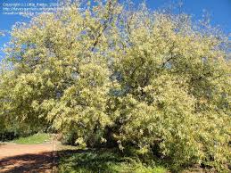 Image result for Searsia pentheri