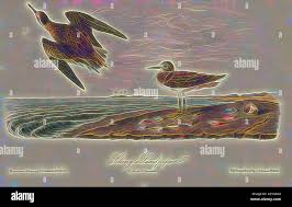 Image result for Philyrophyllum schinzii