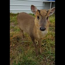 Liddy bug is now 4 weeks old ! Wild World Of Animals