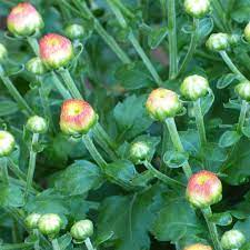 Mum Propagation How To Start Mums From Seeds And Cuttings Chrysanthemum Care Chrysanthemum Plant Summer Flowers Garden