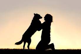 Uzerimize Atlayan Kopekler Kalbimdeki Patiler Happy Dogs Dog Poems Dog Love