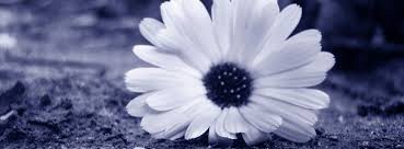 Black And White Flower Facebook Cover Photos 70 Cute Girly Cool Facebook Timeline Cover Photos Cute Facebook Cover Photos Timeline Cover Photos Spring Cover Photos