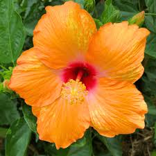 Image result for Hibiscus
