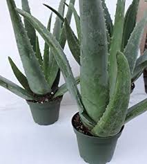 Simply insert your finger into the soil up to the second knuckle. How Much Sun Does An Aloe Vera Plant Need Ideally Quora