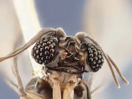 Image result for Xenostegia alatipes