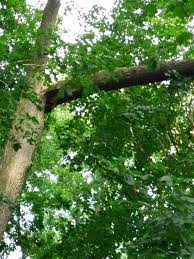 Die 1812 am zusammenfluss von scioto und olentangy gegründete stadt liegt im geographischen zentrum des staates und ist zugleich der. Excellent Arborists Tree Services Home Facebook