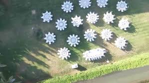 Image result for Atalaya alata