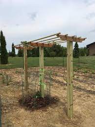 Hardy kiwi plants also are damaged by root knot nematodes. Built A Kiwi Trellis For Issai General Fruit Growing Growing Fruit