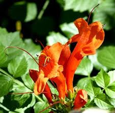 Image result for Tecoma capensis