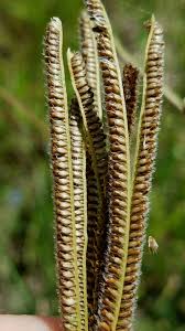 Image result for Eustachys paspaloides