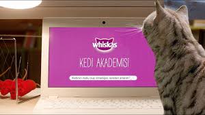 Kedi Akademisi Kediler Neden Miyavlar Youtube