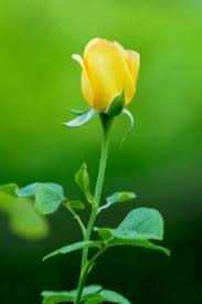 Kết quả hình ảnh cho hình ảnh hoa hồng