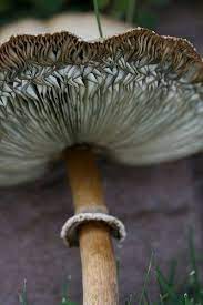 Pin By Elaine Ling On Texture Stuffed Mushrooms Magical Mushrooms Patterns In Nature