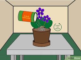 African violets will bloom with lower light, but medium to bright indirect light is best. 3 Ways To Grow African Violets Indoors Wikihow