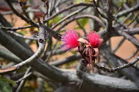 Image result for Malvaceae subfamily Bombacoideae