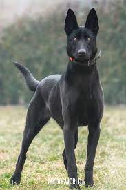 Groenendael, laekenois, mechelar (malinois) and tervuren. Belgischer Schaferhund Niedlicher Hund Belgisches Malinois Schwarzes Schaferhund Schwarzes Belgian Malinois Malinois Dog Belgian Malinois Malinois Puppies