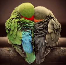 Image result for u202bعکسهای جدید عاشقانه شعر و دانلود آهنگu202c