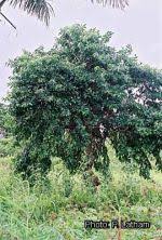 Image result for Morinda lucida