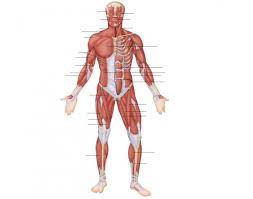 Superficial and deep posterior muscles of upper body. Anterior View Superficial Muscles Of The Body Quiz