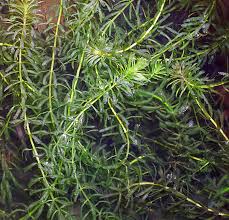 Image result for Hydrilla verticillata