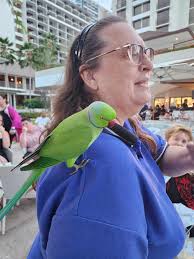 This is toto a very young bird we got today hoping its a girl