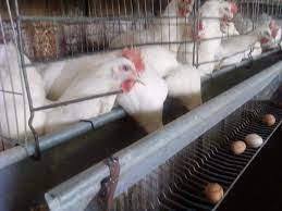 In prezent, ferma insumeaza un efectiv de 34 000 de gaini ouatoare, cu o productie zilnica de circa 30 000 oua de consum/zi. De Vanzare Gaini Ouatoare Si Mixt Yazdan